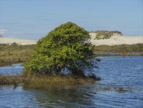 A single tree stands in the water with dunes in the background under a clear sky, green trees in a