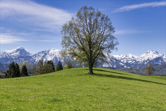 Common beech (Fagus sylvatica) in spring, meadow, snow, mountains, Allgaeu, Ostallgaeu, Swabia,