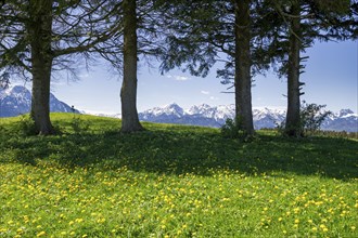 Dandelion meadow with trees near Fuessen, mountains, snow, Allgaeu, Ostallgaeu, Bavaria, Germany,