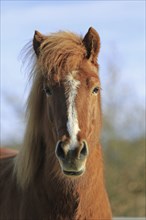Icelander, Icelandic horse, Portrait