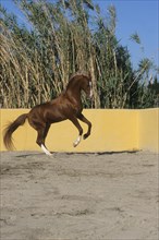 Arabian, Horse, Malaga, Andalusia, Spain, Europe