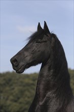 Friesian, Friesian horse