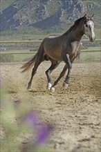 Andalusian, Andalusian horse, Antequera, Andalusia, Spain, Europe