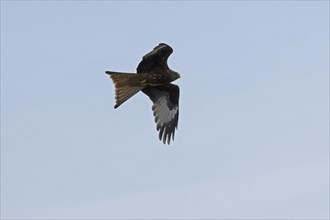 Red kite (Milvus milvus) in flight, Boizenburg, Mecklenburg-Western Pomerania, Germany, Europe