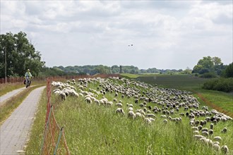 Sheep grazing on the dyke, cyclist, Elbe cycle path near Boizenburg, Mecklenburg-Western Pomerania,