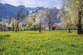 Spring meadow with blossoming trees in the village in front of Hohe Kisten 1922m in the