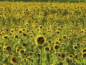 Large field full of blooming yellow sunflowers on a sunny day, blooming yellow sunflowers in a