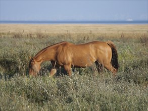 A brown horse grazing on a pasture in front of a wide open field and blue sky, horses on salt
