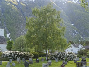 Cemetery with flowering trees and gravestones in a quiet rural setting with mountains, gravestones