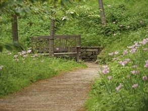 A bench at the end of a path, surrounded by pink flowers and green nature, small, winding path