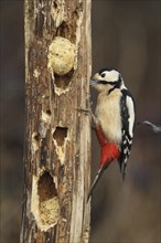 Great spotted woodpecker (Dendrocopos major) at the winter feeder, Allgaeu, Bavaria, Germany,