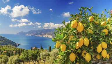 Ripe lemons on a tree with a view over the coast, the sea and the clear, cloudy sky, AI generated,