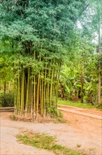 Young green bamboo trees stand next to walking path in Thai cultural village in Chiang Khan,