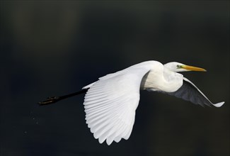 Flying great egret (Casmerodius albus), Lower Rhine, North Rhine-Westphalia, Germany, Europe