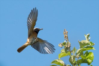 A redstart (Phoenicurus phoenicurus), male, with an insect in its beak, flying skilfully against a