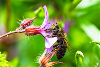 European Honey Bee, Apis mellifera on a pink flower