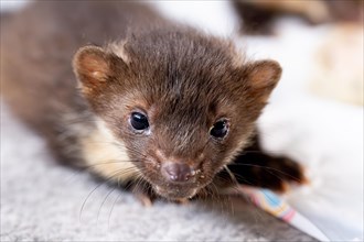 Beech marten (Martes foina), young animal in close-up at a food bowl in a wildlife rescue centre,