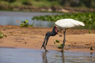 Jabiru (Jabiru mycteria) Pantanal Brazil