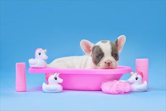 Cute pied French Bulldog dog puppy in pink bathtub with unicorn rubber ducks on blue background