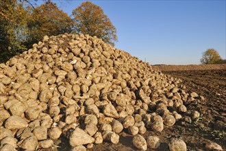 Harvested sugar beet (Beta vulgaris ssp. vulgaris var. altissima), sugar beet harvest,