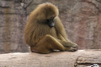 Sleeping sphing or Guinea baboon (Papio papio) on a tree trunk, Nuremberg Zoo, Am Tiergarten 30,