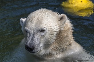 Polar bear (Ursus maritimus) in the water, Nuremberg Zoo, Middle Franconia, Bavaria, Germany,
