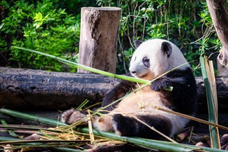 The giant panda (Ailuropoda melanoleuca), Chengdu, Sichuan, China, Asia