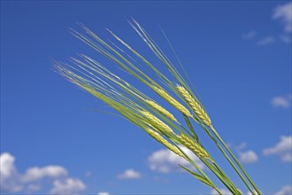 Green ears of grain, barley, and blue sky with few white clouds, natural agricultural background,