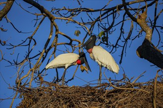 Jabiru (Jabiru mycteria) Pantanal Brazil