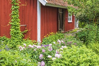 Idyllic red croft with a beautiful lush green flowering garden, Sweden, Europe