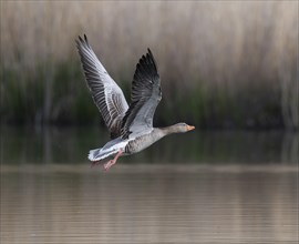 Greylag goose (Anser anser) flying over a pond, Thuringia, Germany, Europe