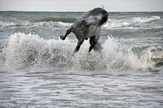 Andalusian, Cadiz, Andalusia, Spain, jumps out of the water, waves, Europe