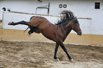 Andalusian, Andalusian horse, Antequera, Andalusia, Spain, Europe