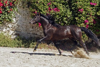 Andalusian, Andalusian horse, Antequera, Andalusia, Spain, Europe