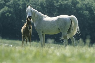 Arabian, horse, mare with foal