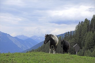 Pony, mountains