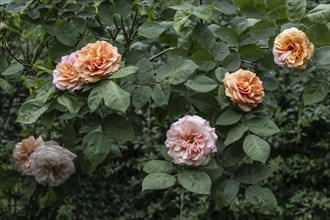 English shrub rose (Rosa Charles Austin), Emsland, Lower Saxony, Germany, Europe