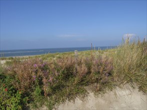 Flowering plants between the dunes in front of a wide sea and clear sky, dunes and beach at the sea