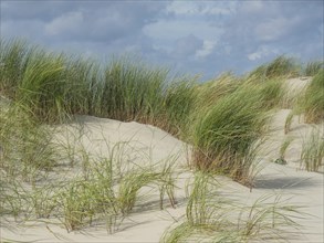 Grassy dunes on a sandy beach under a partly cloudy sky, lonely beach with dune grass in the