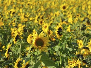 Close-up of sunflowers in a wide field in sunny weather, blooming yellow sunflowers in a field with