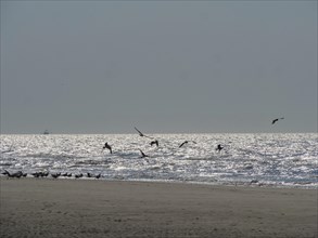 Birds flying over a calm beach with glittering sea and clear sky, glittering sea water at low tide