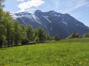 A wide green field with a view of snow-capped mountains and a clear blue sky, green meadow in