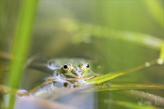 Green frog (PELOPHYLAX ESCULENTUS), Unterallgaeu, Bavaria