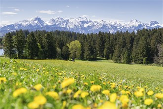 View of the Allgaeu Alps, Hegratsrieder See, dandelion meadow, snow, forest, Ostallgaeu, Allgaeu,