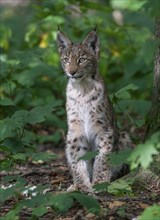 Eurasian lynx (Lynx lynx), young lynx sitting on the forest floor and looking attentively, captive,