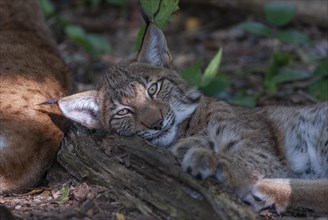 Eurasian lynx (Lynx lynx), young lynx lying on an old tree trunk and looking attentively, captive,