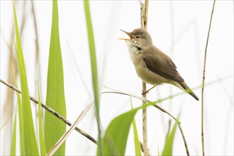 A reed warbler (Acrocephalus scirpaceus) with open beak, singing, twittering, sitting on a branch