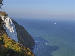 White chalk cliff and blue sea with boat visible in the background, surrounded by autumn coloured