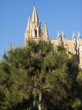 Spires of a gothic cathedral behind green trees under a clear blue sky, beautiful cathedral with