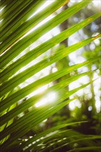 Close-up of the leaves of a Palm tree with the sun shining in the background. taken at sunset in a